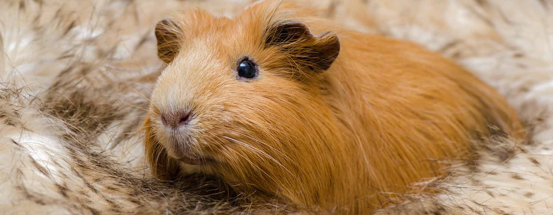 ginger guinea pig