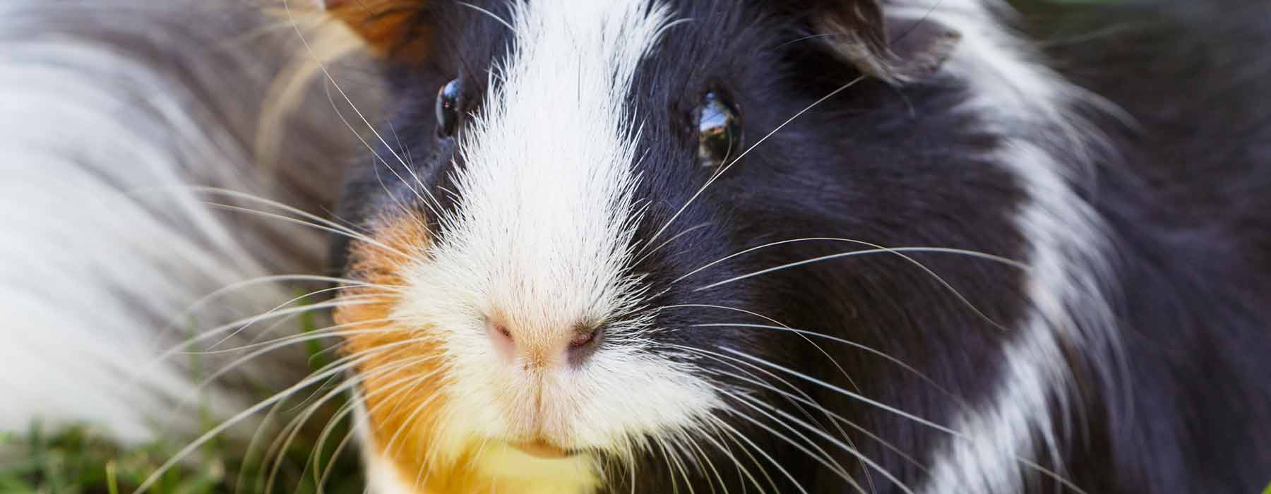 close up of a guinea pig's face