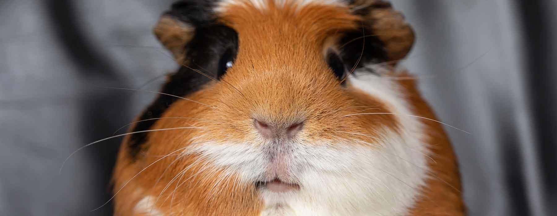 guinea pig face