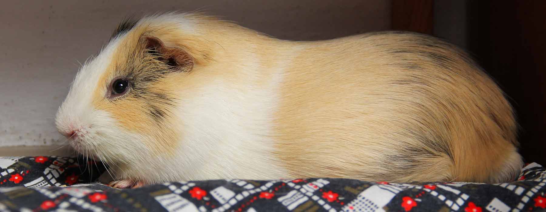 guinea pig lying in hutch