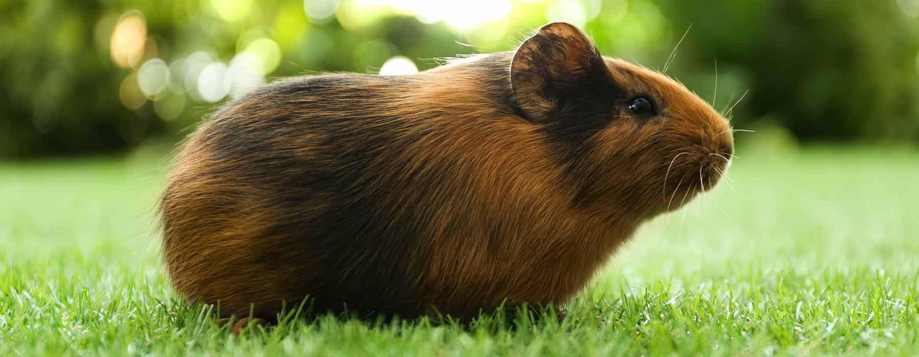 guinea pig on grass