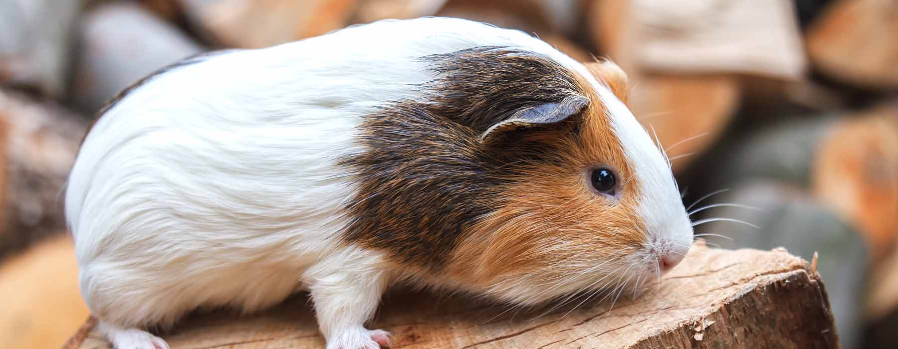 guinea pig on log