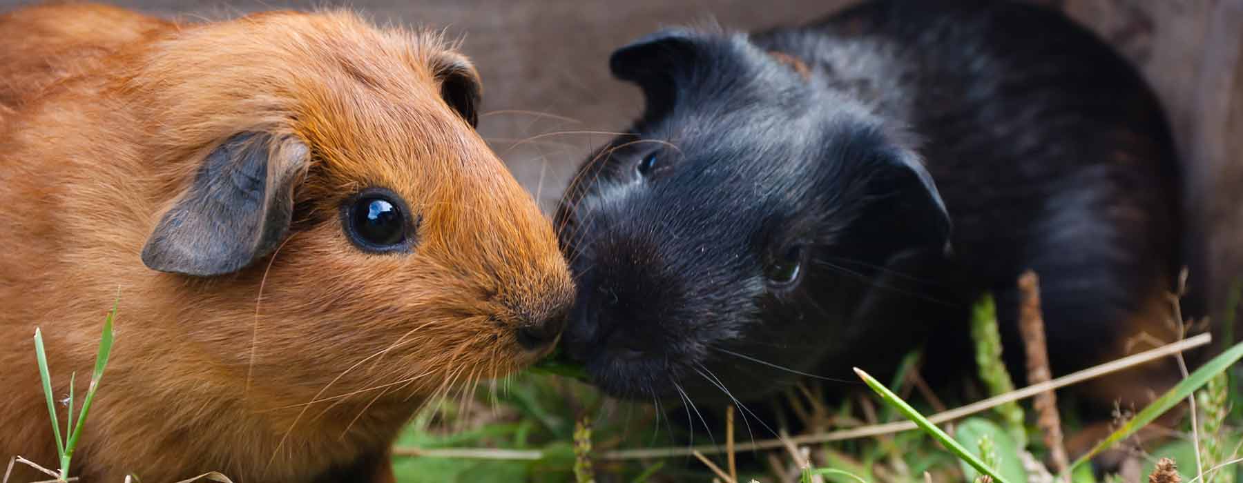 pair of guinea pigs (ginger and black)