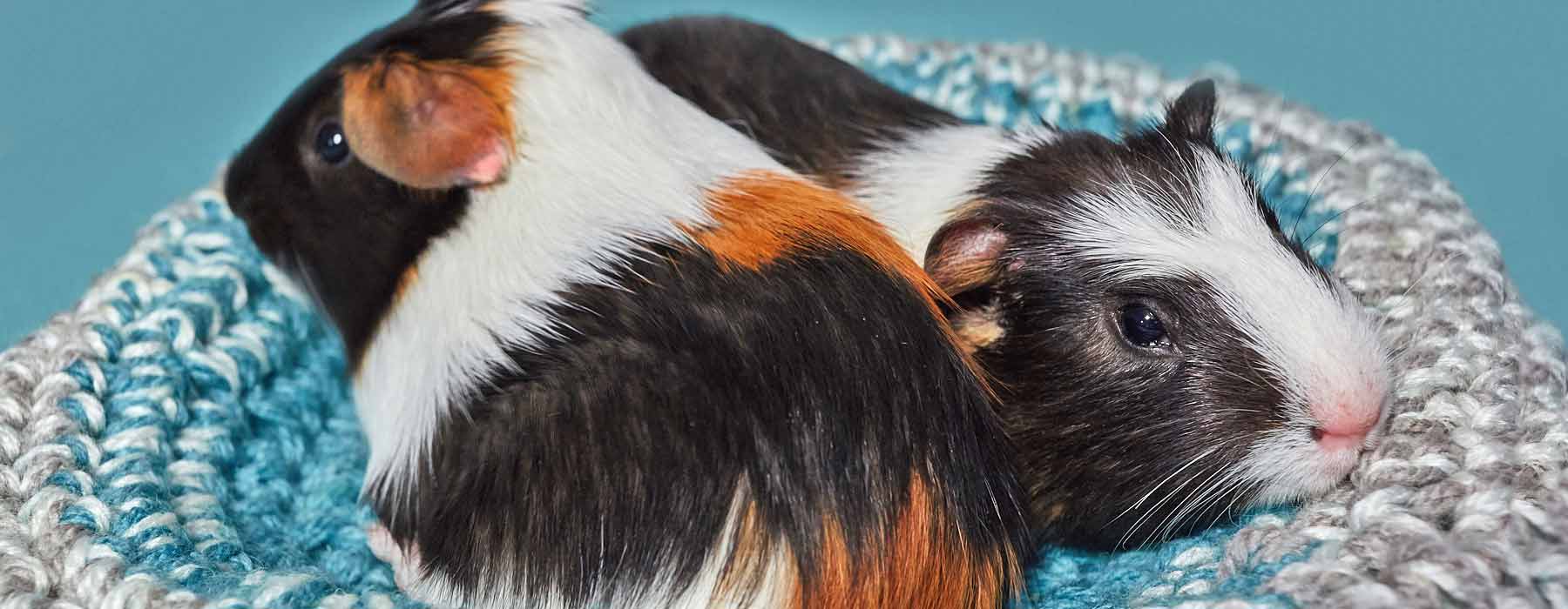 pair of guinea pigs on a bed