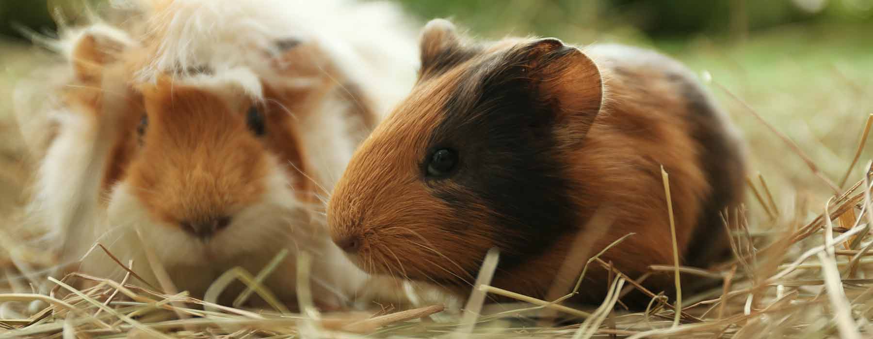 pair of guinea pigs on hay