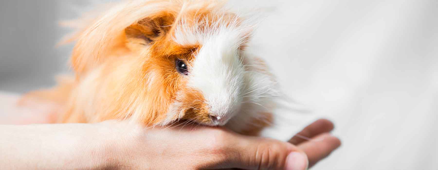 small baby guinea pig on a hand
