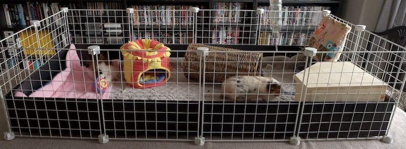 2x4 C And C cage for guinea pigs
