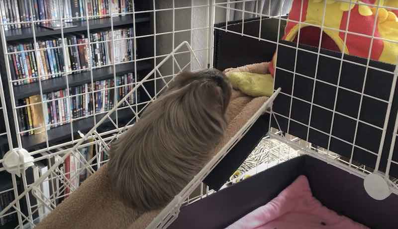 Guinea pig using the ramp in a C And C Cage Loft with Ramp