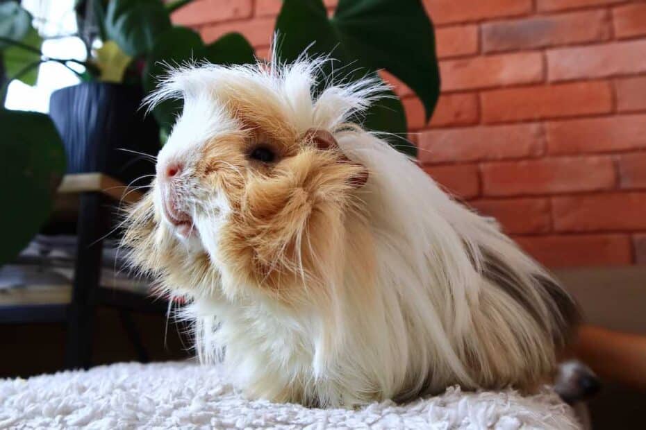Guinea Pig Sitting Down