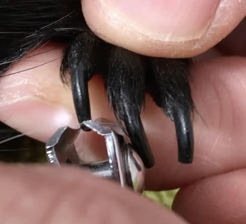 Best Way To Cut A Guinea Pigs Nails