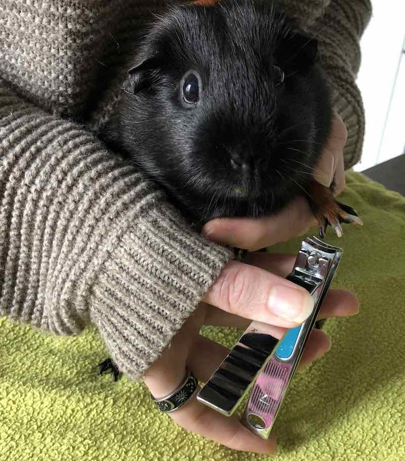 How to cut a guinea pig's front nails
