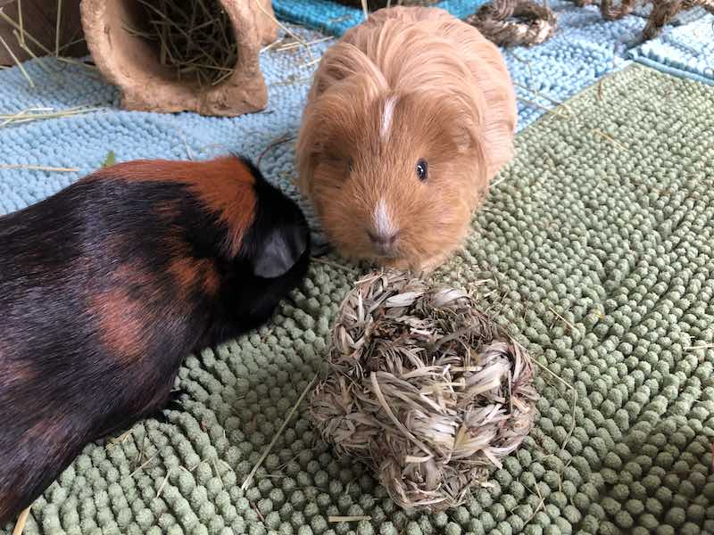 Guinea Pig Ball Toy - Organic and Natural