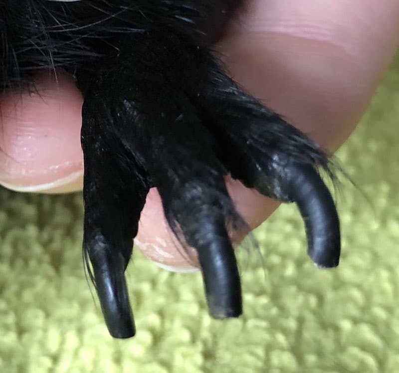 Guinea Pig Black Back Nails