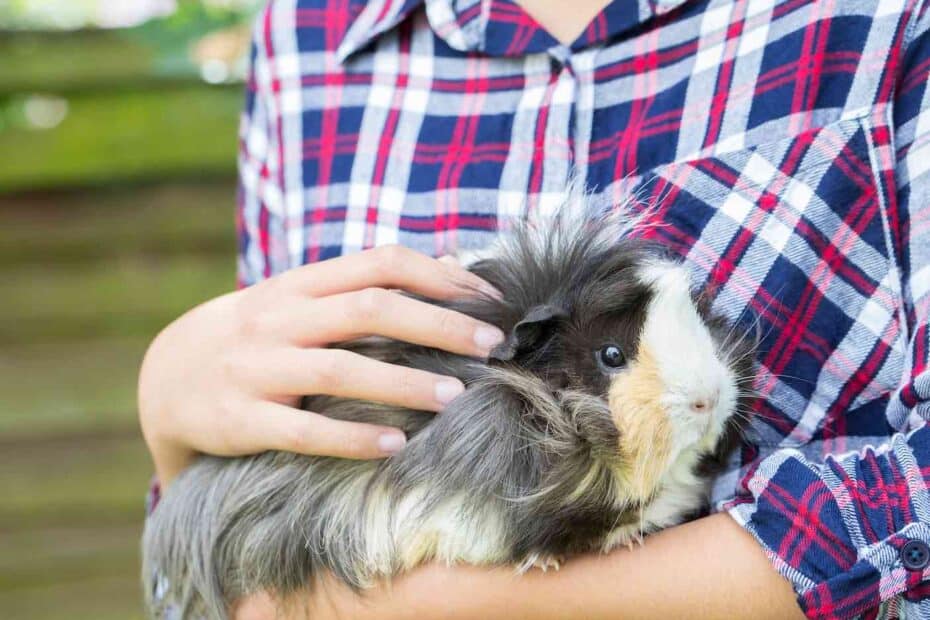 Caring for a guinea pig