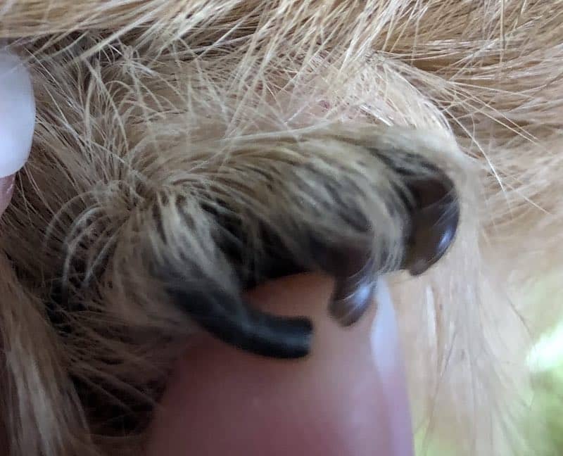 Guinea Pig Curly Nails