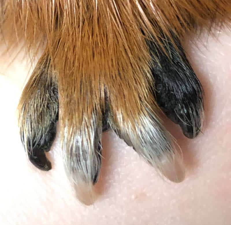 Guinea Pig Front Nails