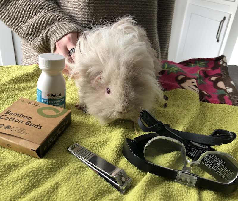 Guinea Pig Nail Cutting Tools and a Fluffy Guinea Pig