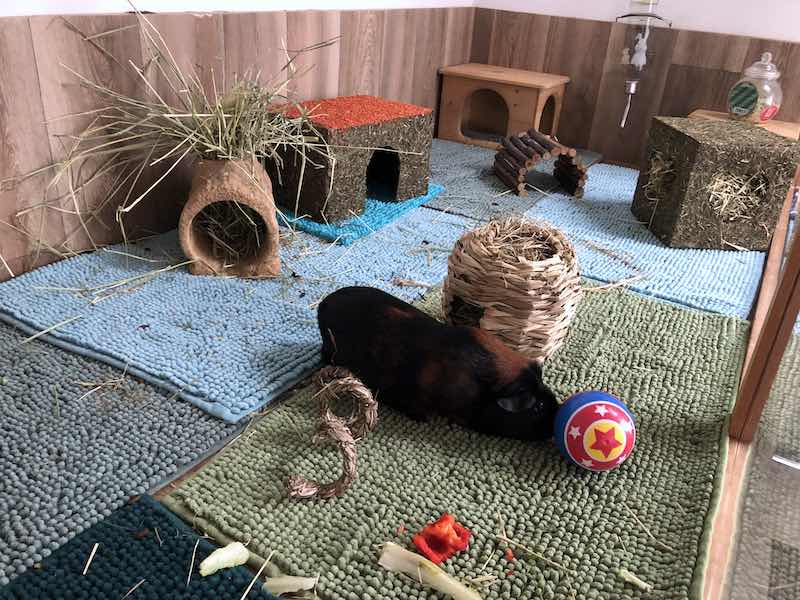 Guinea Pig Playing With Toys