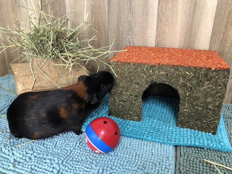 Guinea Pig Toys -  Carrot Cottage and Haypigs Treat Ball