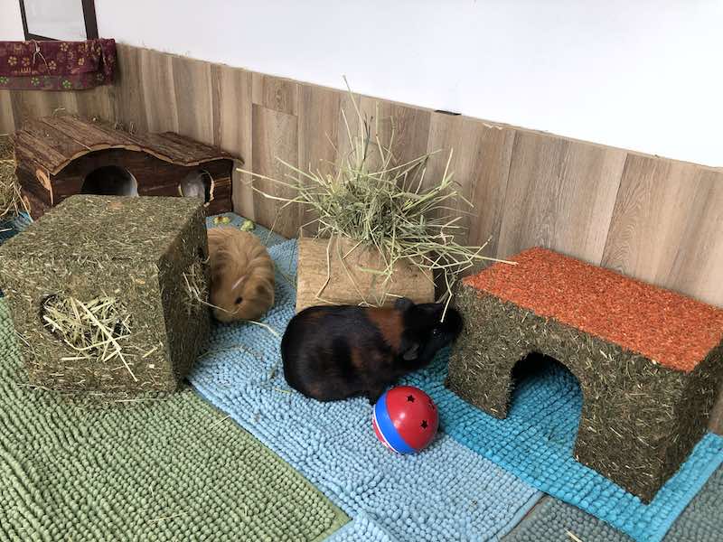 Safe guinea pig toys