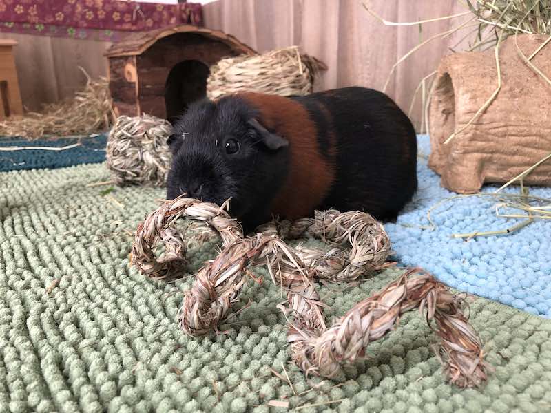 Guinea Pig Chew Toys - Natural and Organic