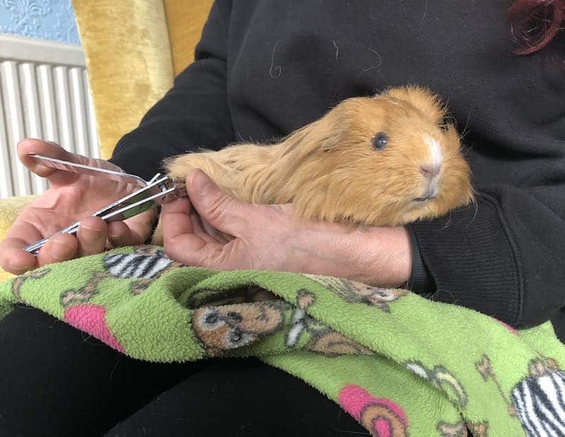 How To Cut a Guinea Pig's Back Nails