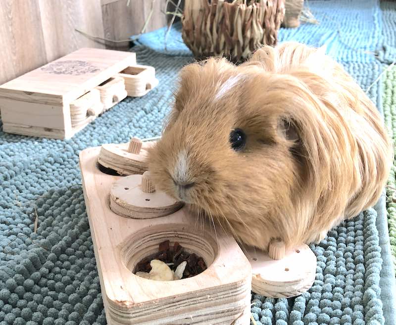 Guinea Pig Wooden Puzzle Treat Toy