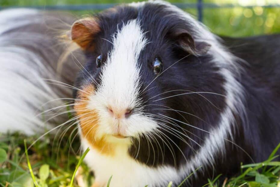 Pet Guinea Pig in the outdoors