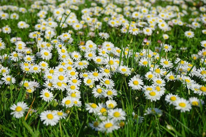 Daisies In Grass