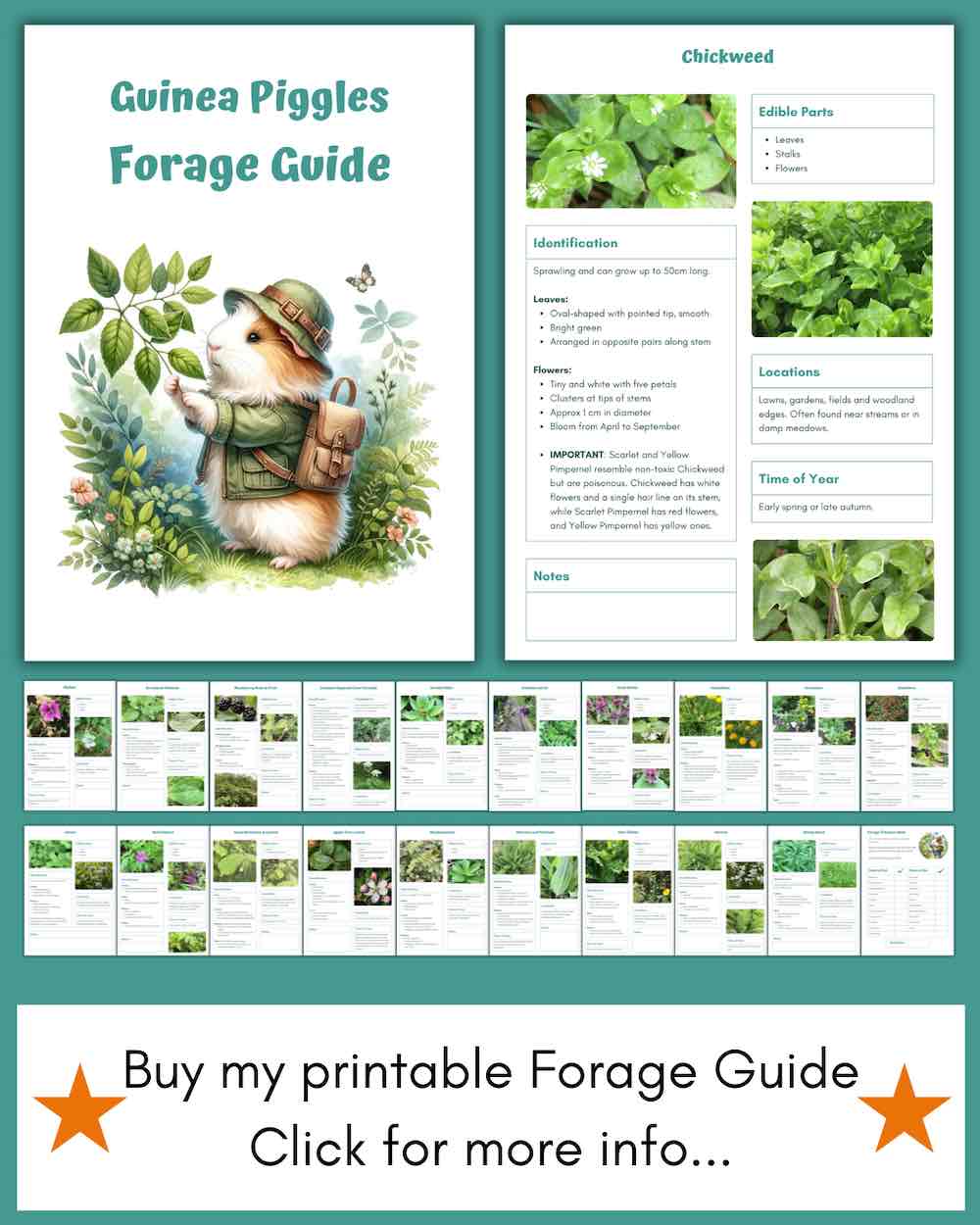 guinea pig forage guide - foraging for guinea pigs printable pdf download e-book