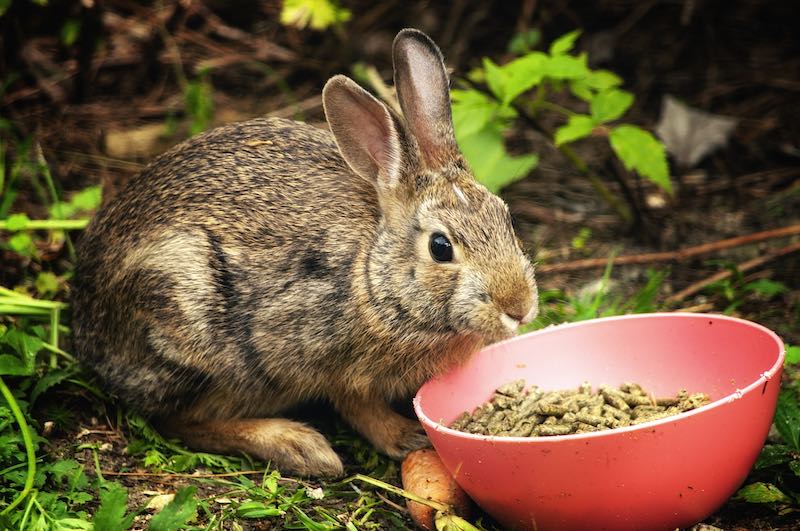 Rabbit with a bowl of food
