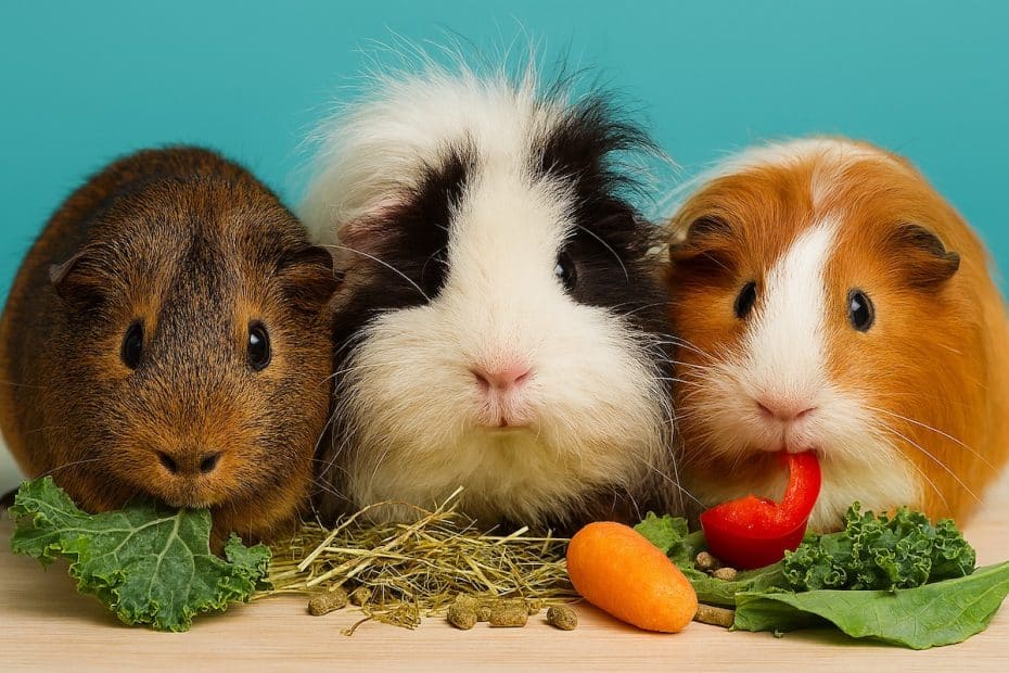 Guinea pigs eating essential foods in their daily diet: hay, veg and pellets